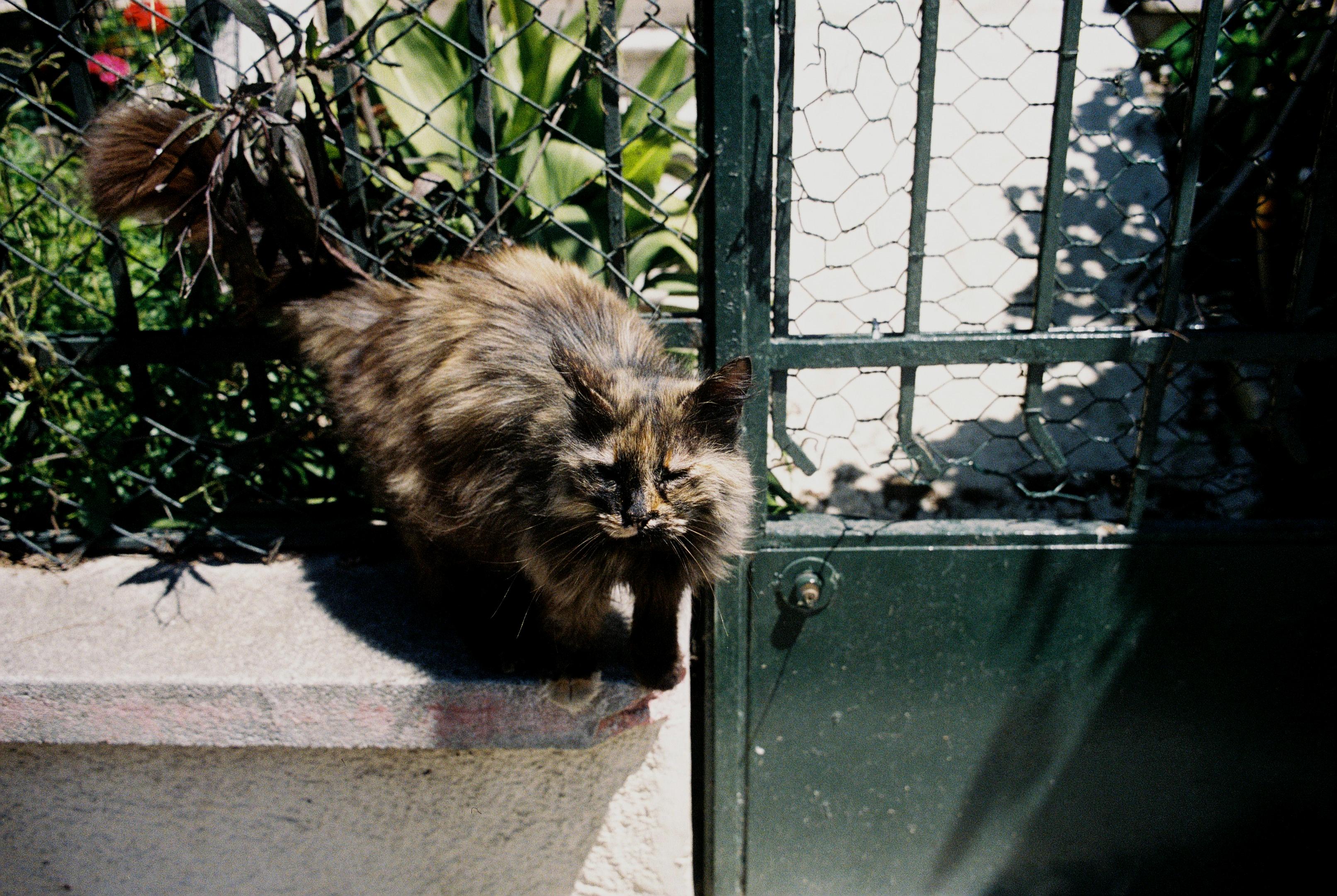 Istanbul kitty