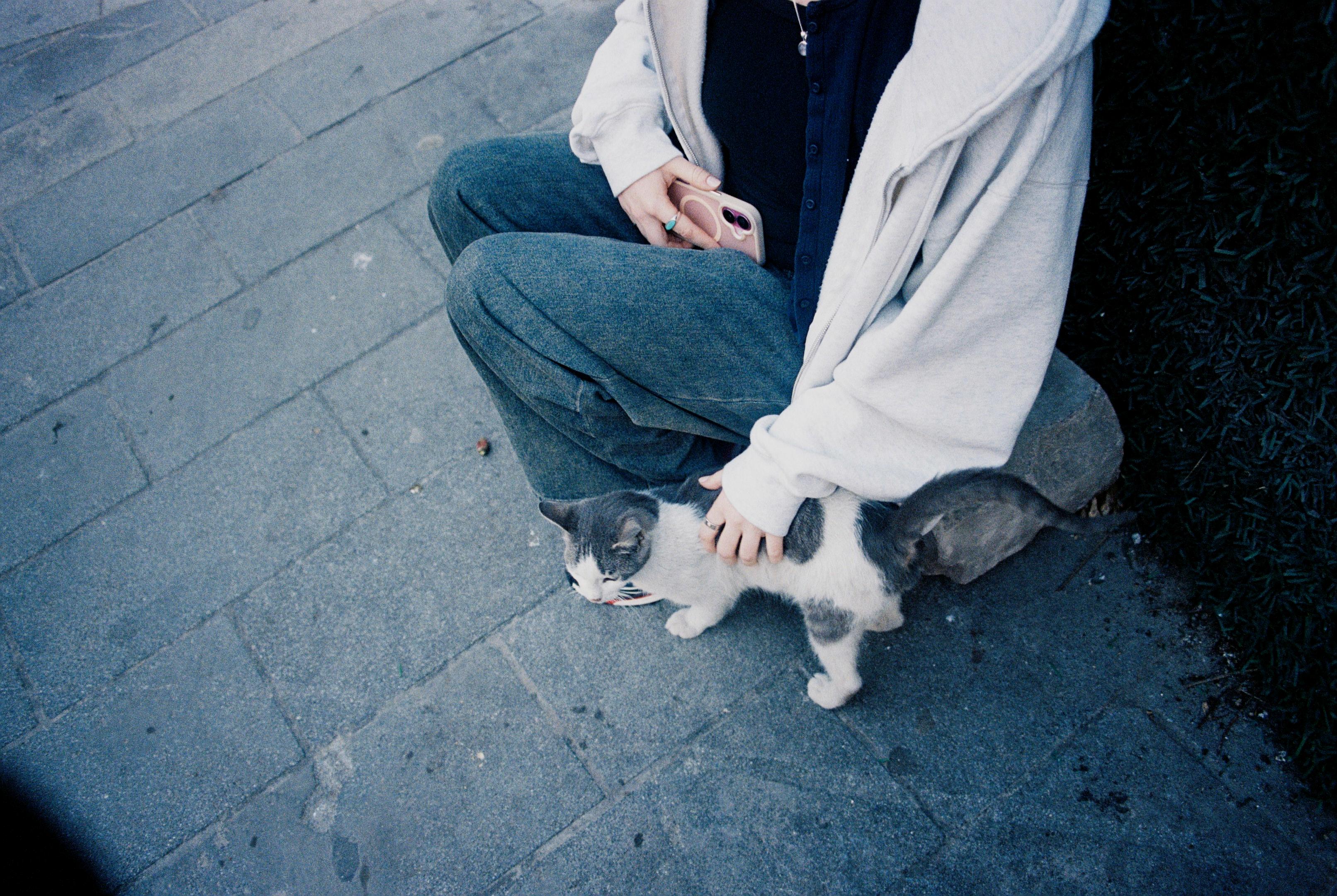 cat