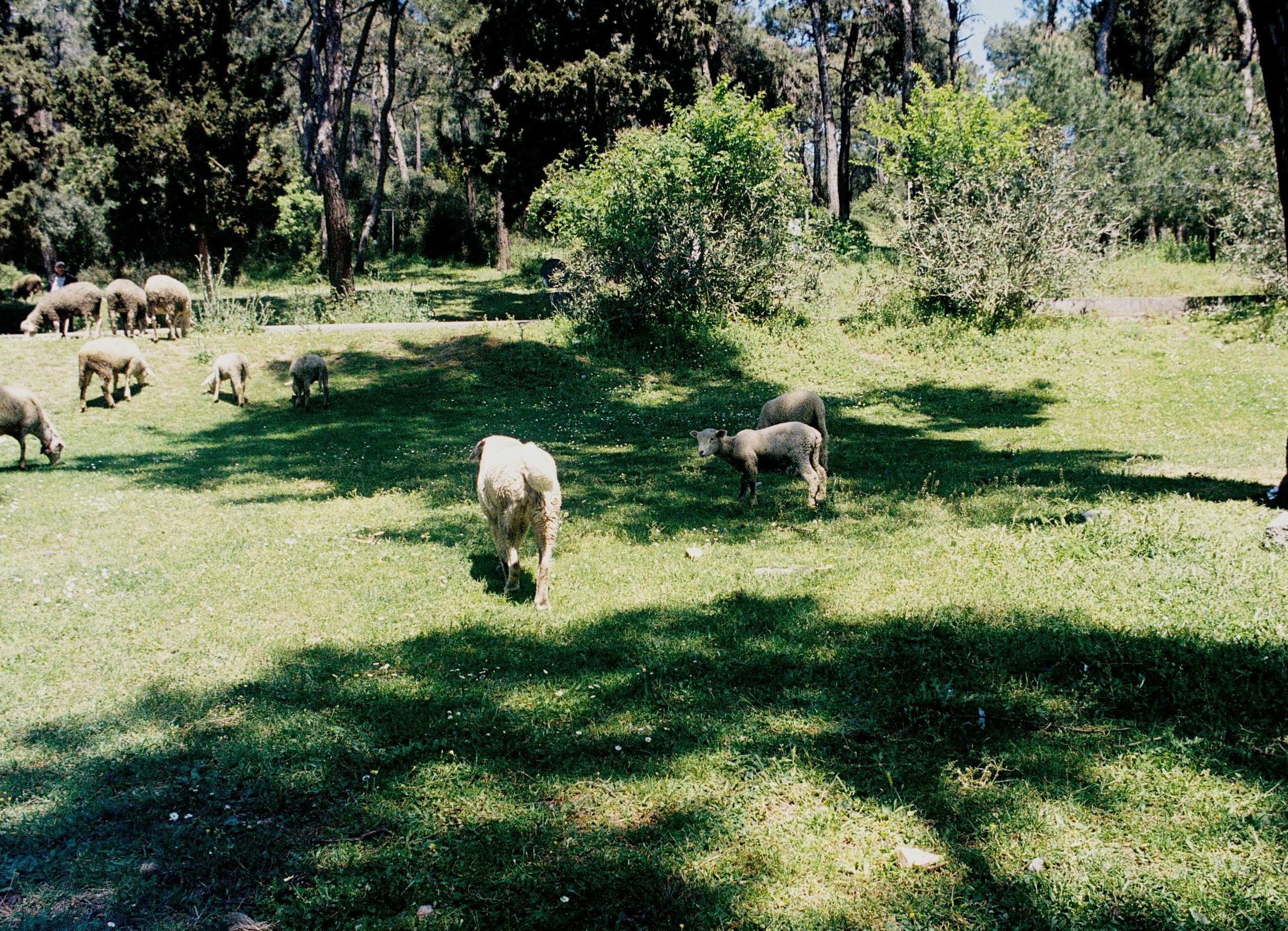 Sheep grazing
