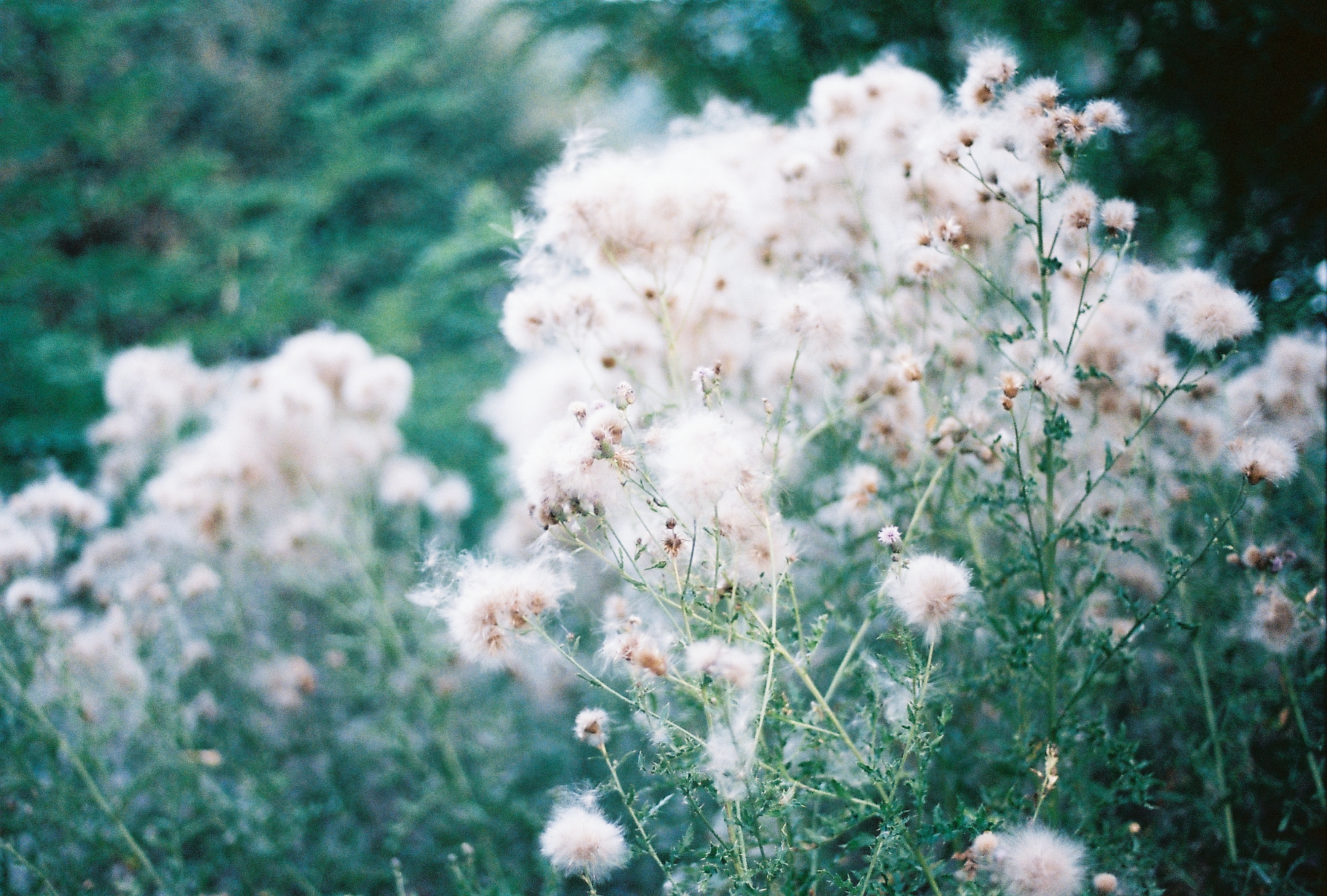 Fluffy bush at Deer Hurst resort, Ontario